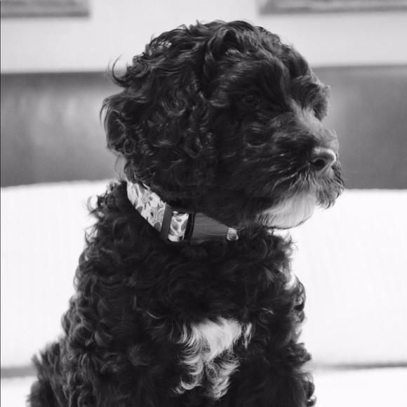 Meet your Posher, Lilly - Picture 1 of 1